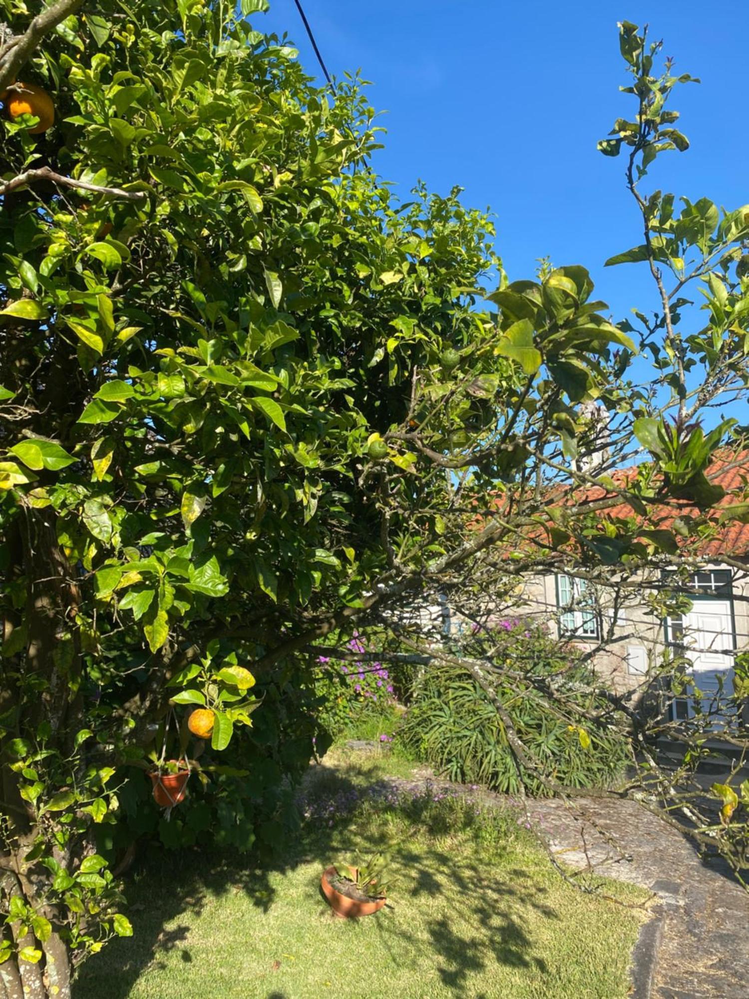 Casa Do Carqueijo Villa Vila Praia de Âncora Dış mekan fotoğraf